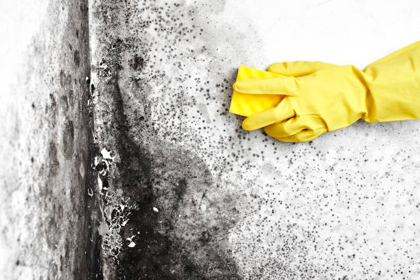 Best Crawl Space Mold Removal  in Mahnomen, MN