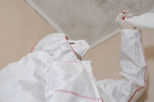Best Attic Mold Removal  in Mahnomen, MN