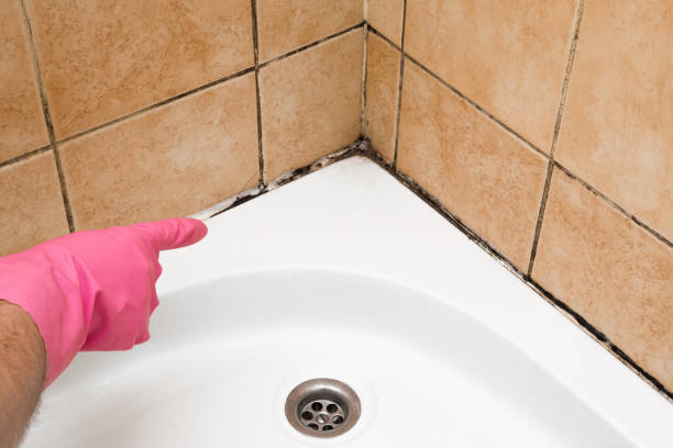 Best Same-Day Mold Removal  in Mahnomen, MN