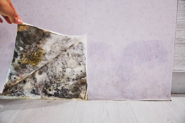 Best Mold Testing  in Mahnomen, MN